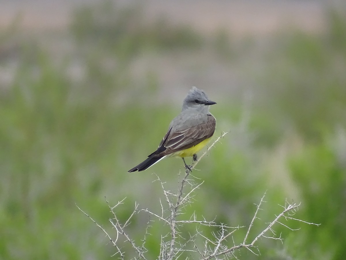 Western Kingbird - ML635968669