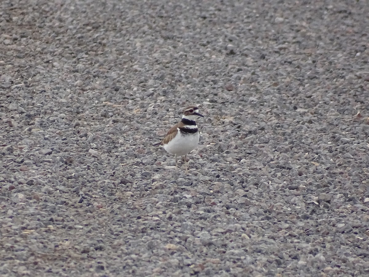 Killdeer - ML635968689