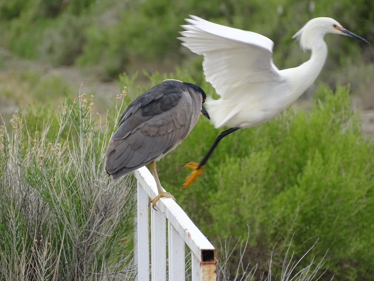 Snowy Egret - ML635968738