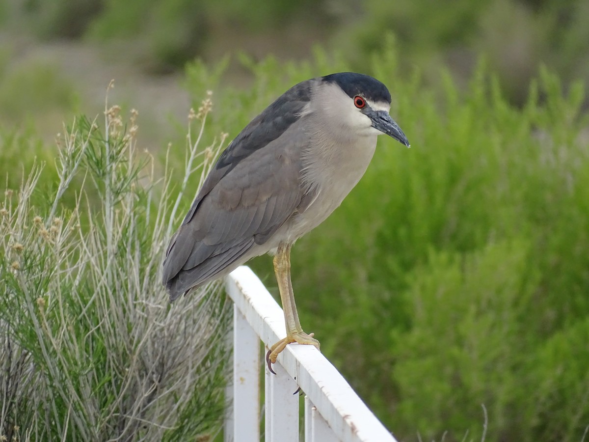 Black-crowned Night Heron - ML635968755