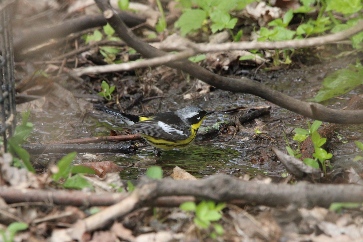 Magnolia Warbler - ML635968761