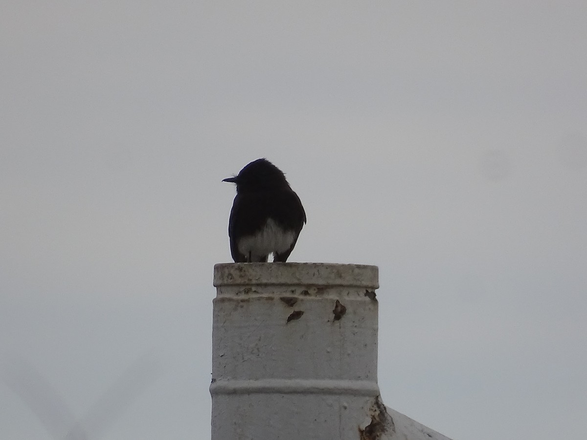 Black Phoebe - ML635968771