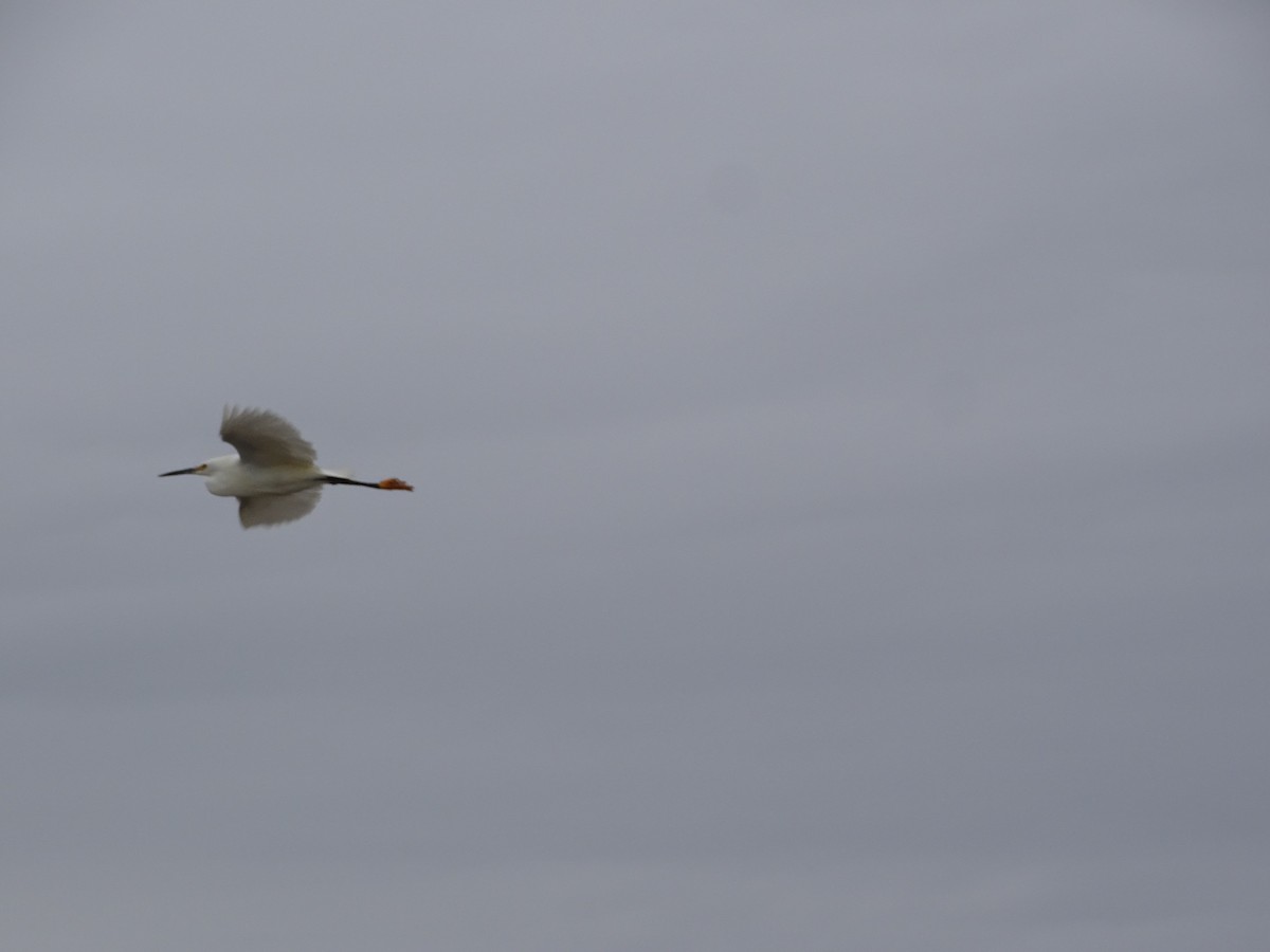 Snowy Egret - ML635968783