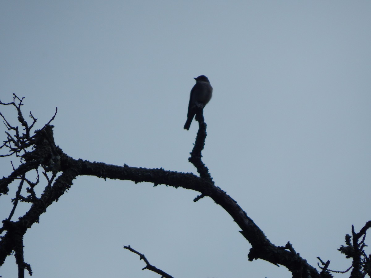Western Wood-Pewee - ML635968854