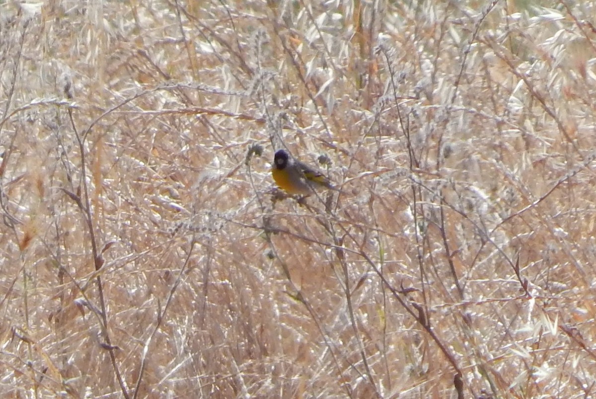 Lawrence's Goldfinch - ML635968872