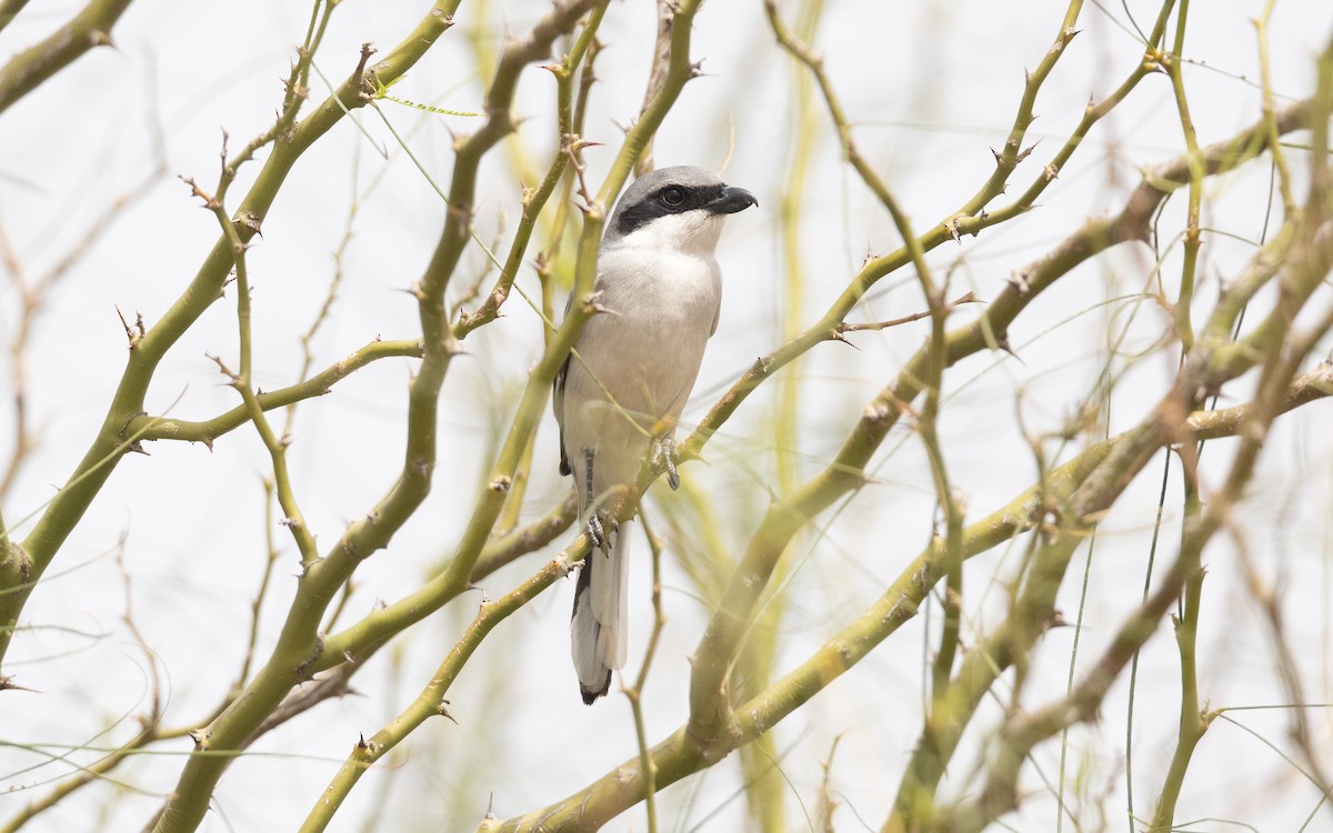 Great Gray Shrike (Sahara) - ML635968881