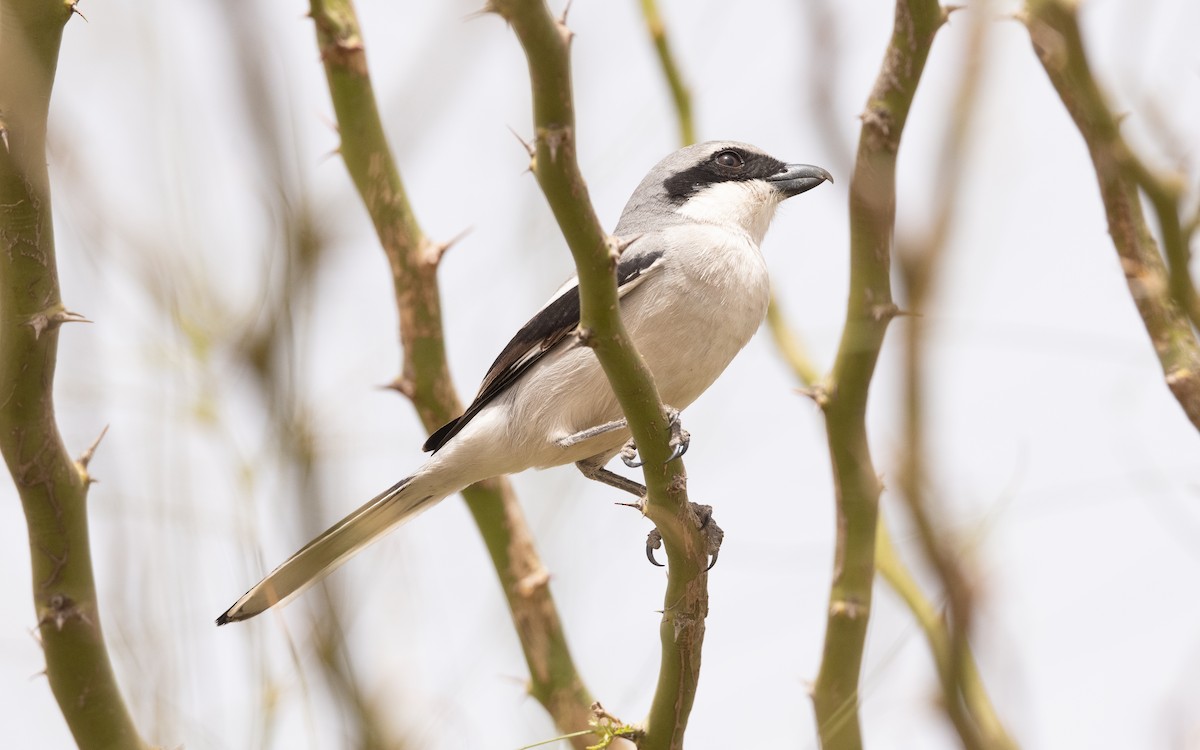 Great Gray Shrike (Sahara) - ML635968882