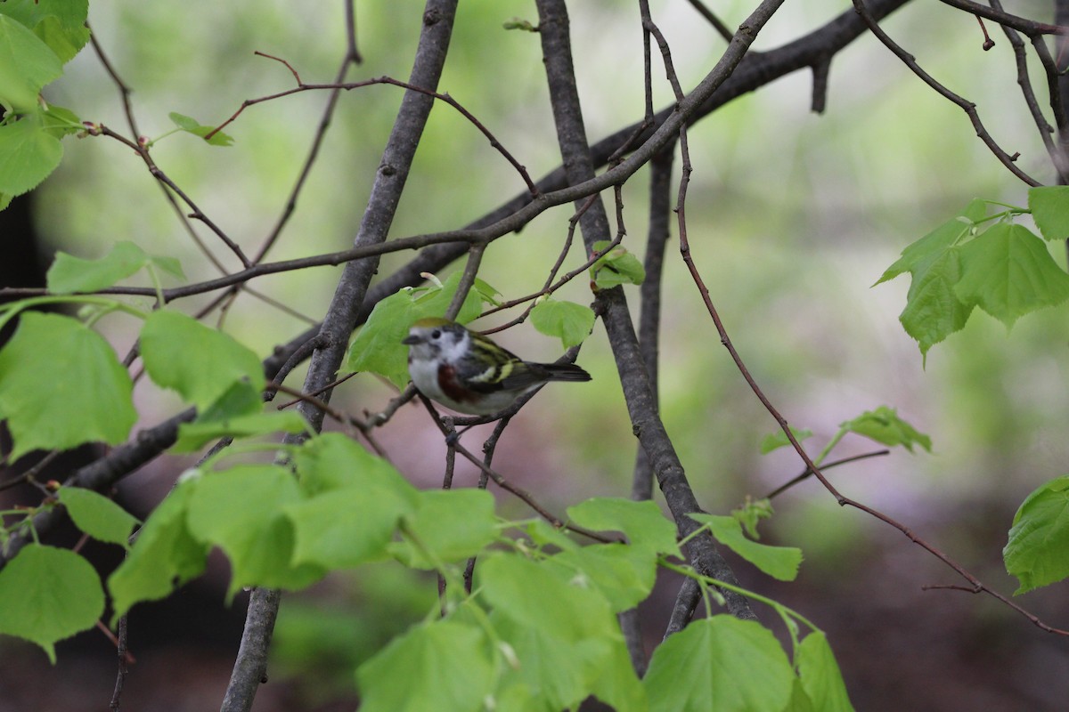 Chestnut-sided Warbler - ML635968994