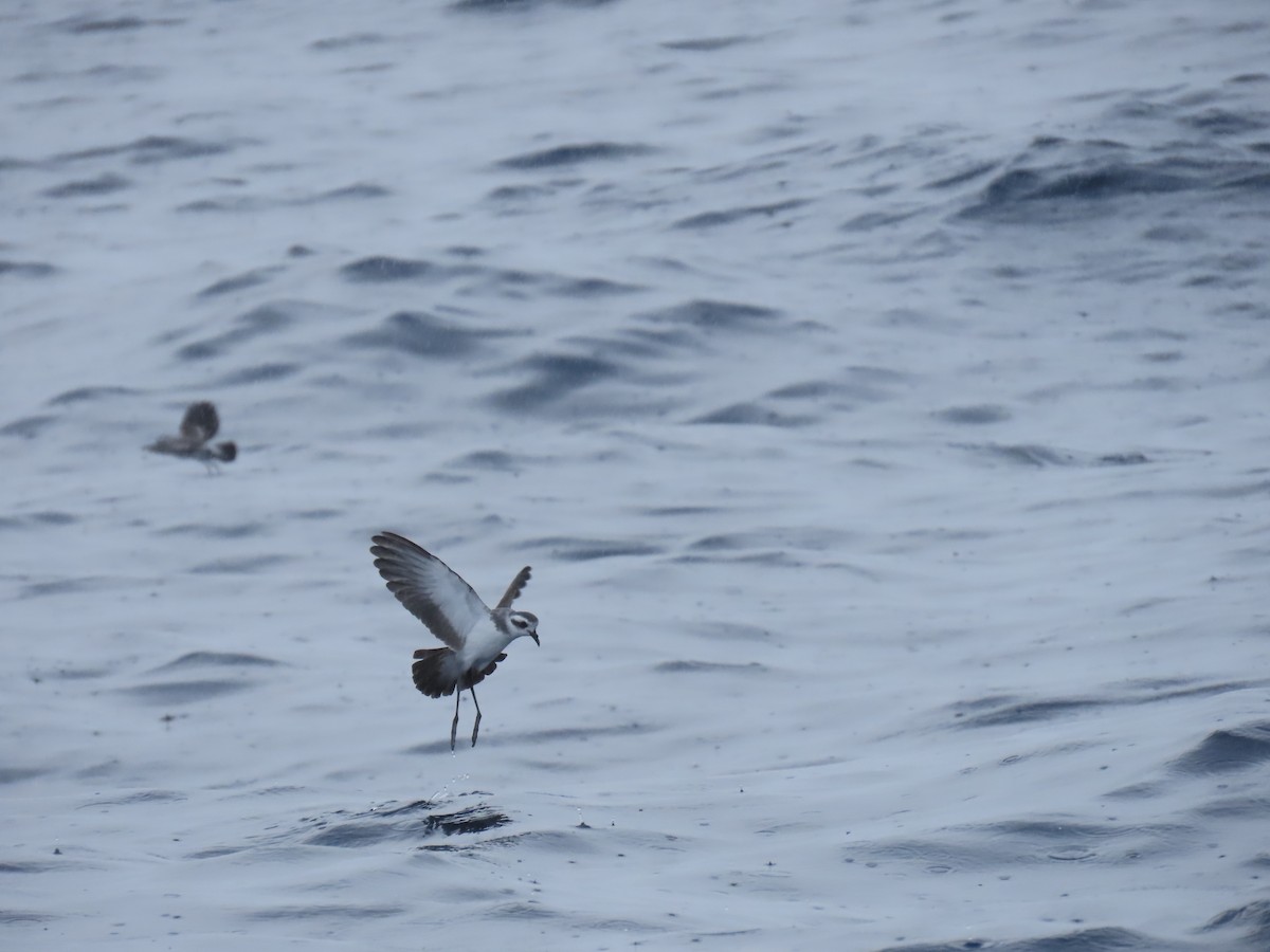 White-faced Storm-Petrel - Jemaine Mulcahy