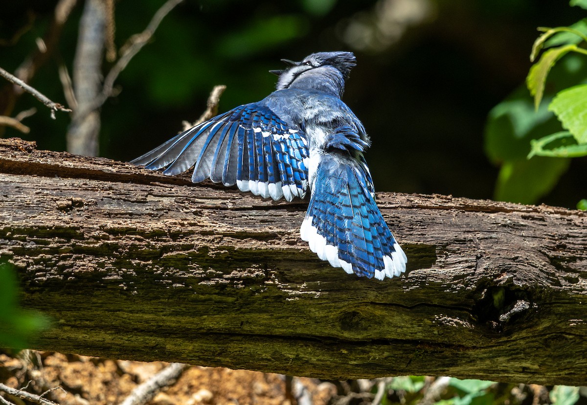 Blue Jay - ML635969335