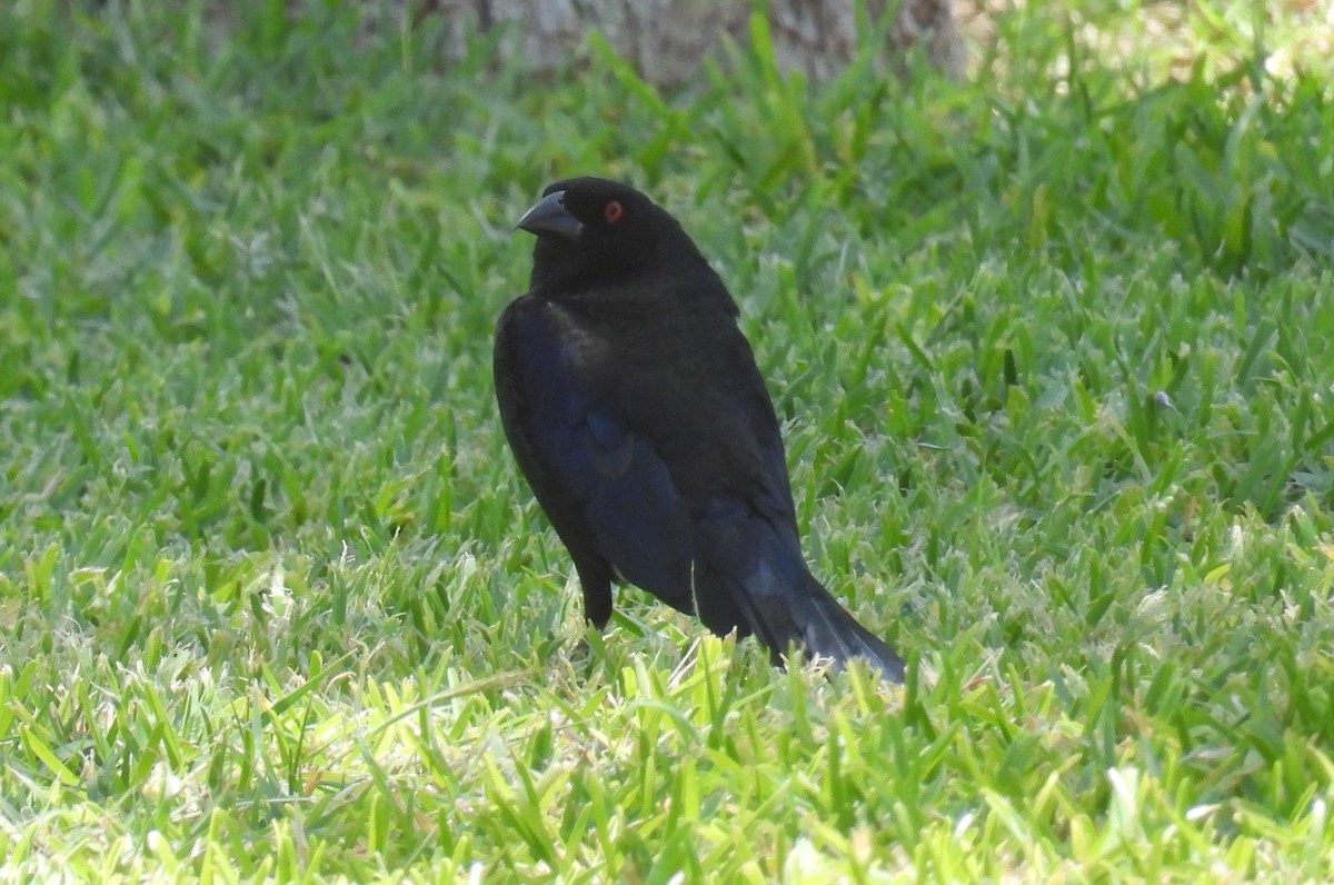 Bronzed Cowbird - ML635969410