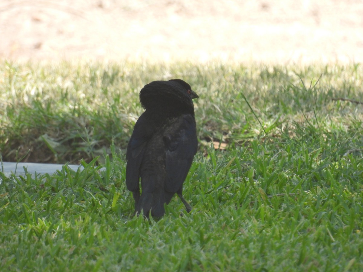 Bronzed Cowbird - ML635969413