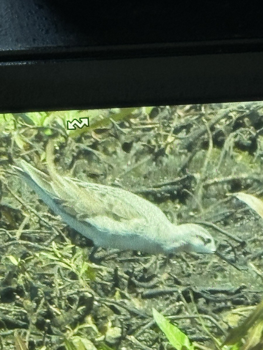 Phalarope de Wilson - ML635969415