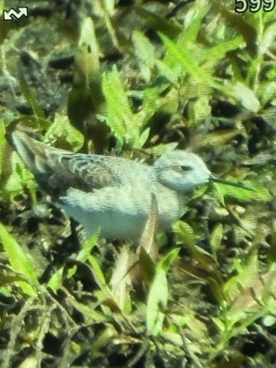 Phalarope de Wilson - ML635969416