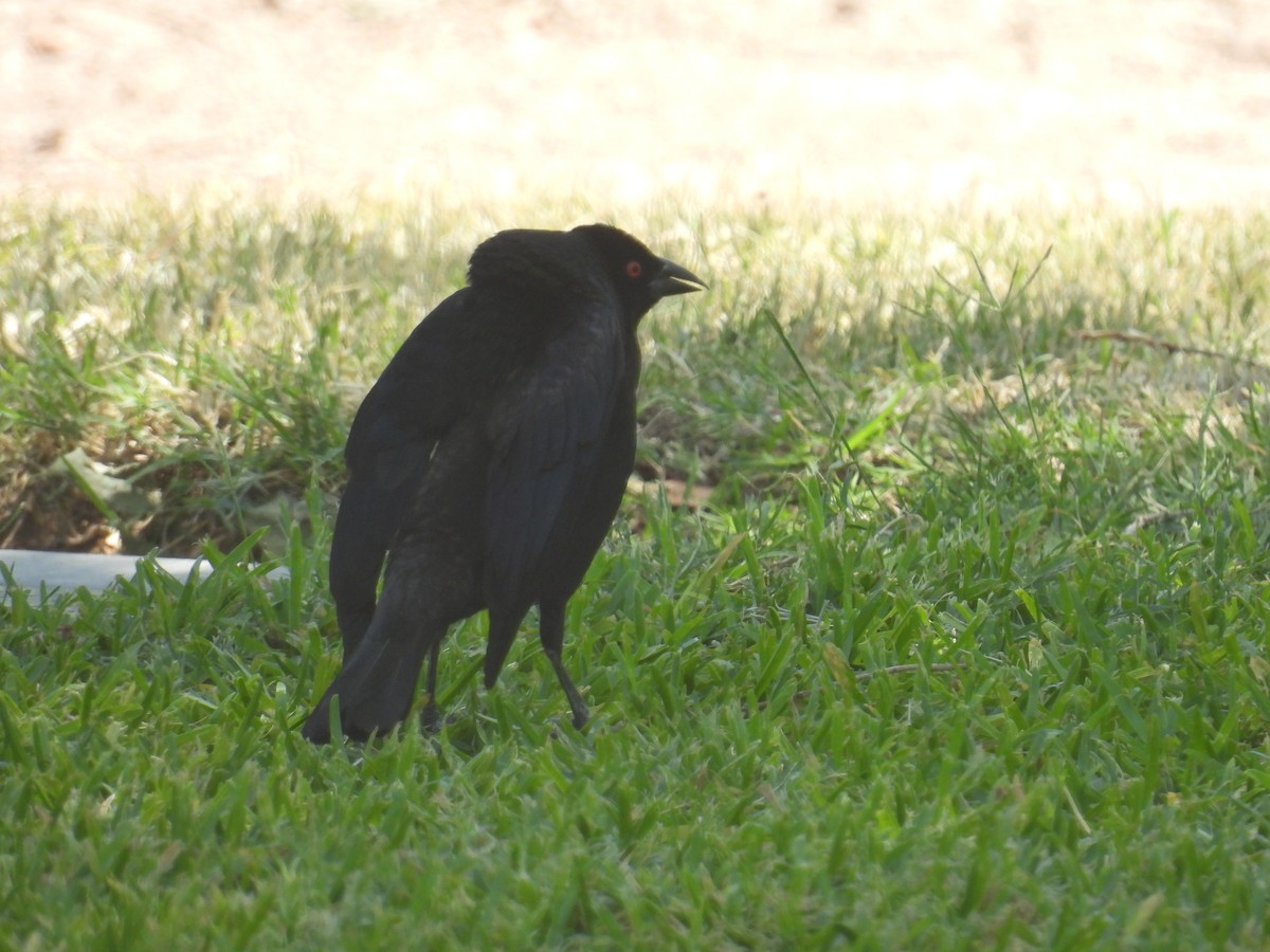 Bronzed Cowbird - ML635969420