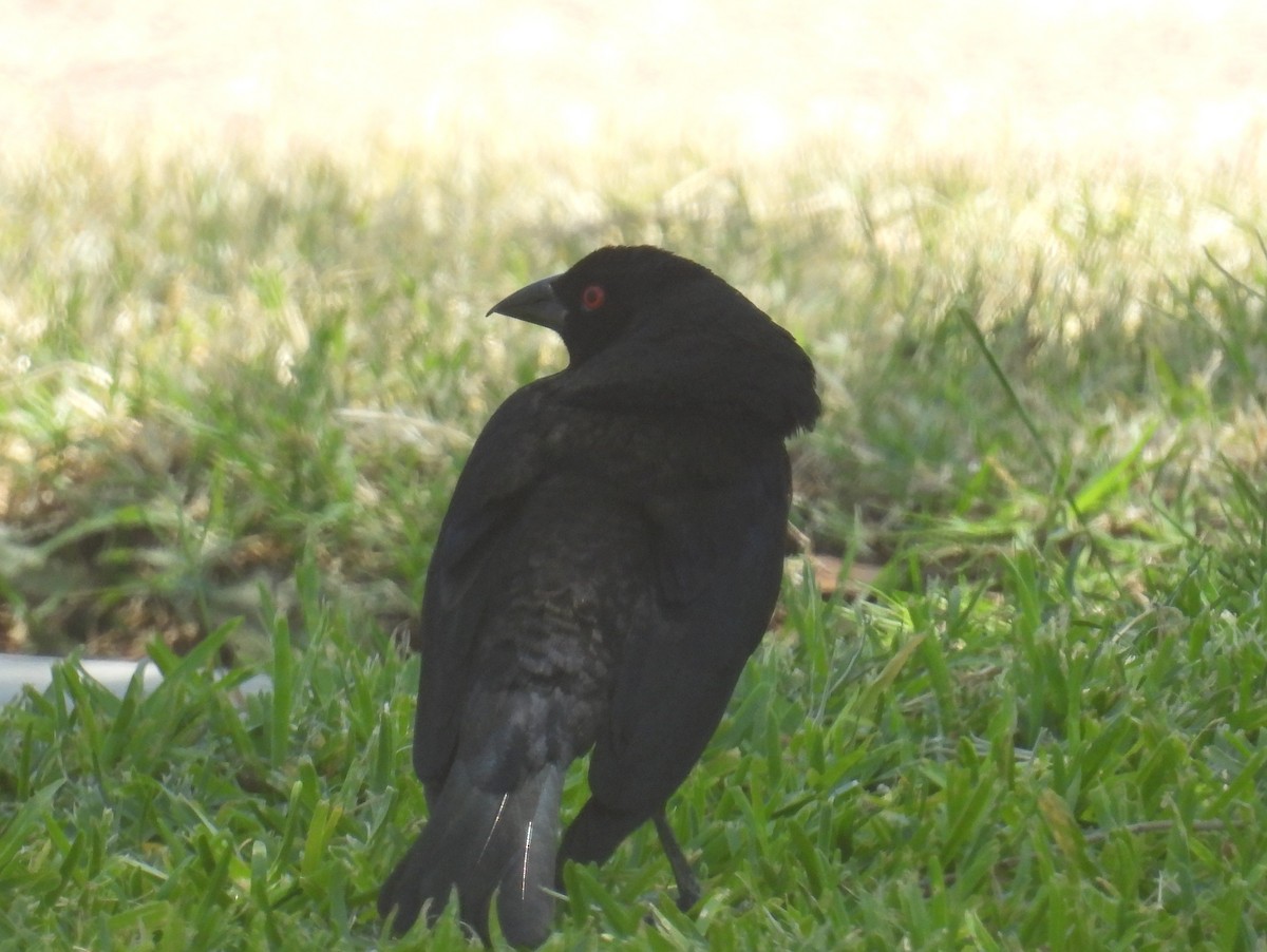 Bronzed Cowbird - ML635969431
