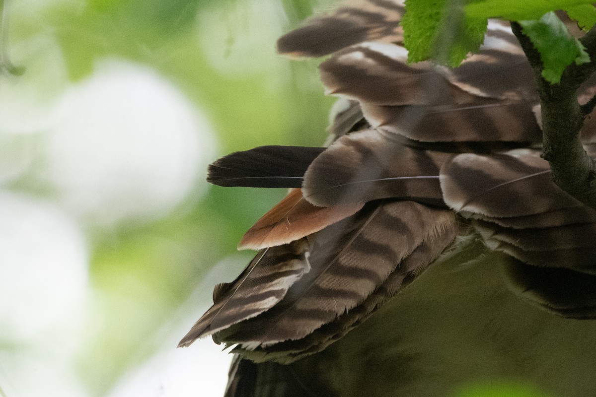 Red-tailed Hawk - ML635969444