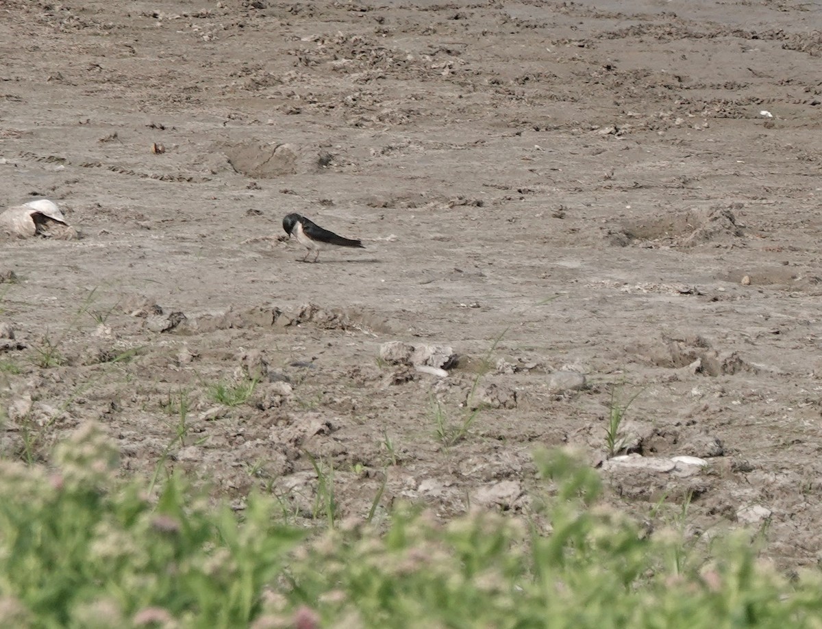 Tree Swallow - ML635969450