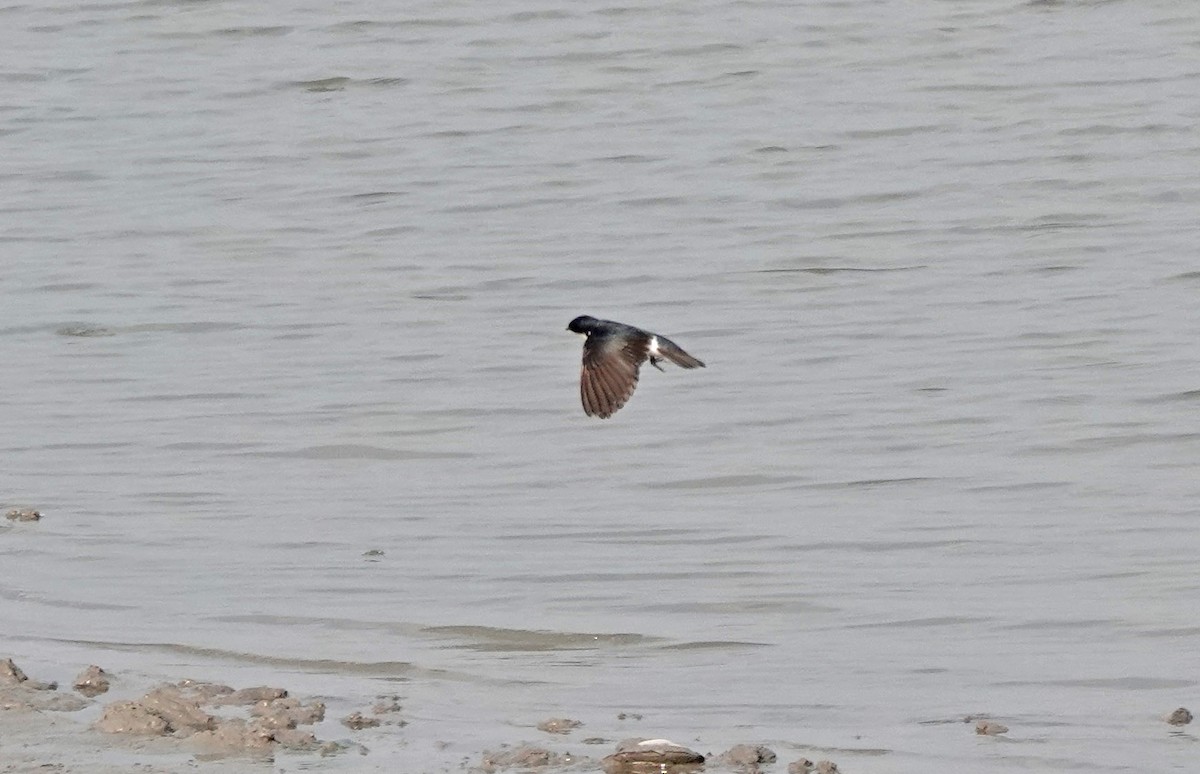 Tree Swallow - ML635969461