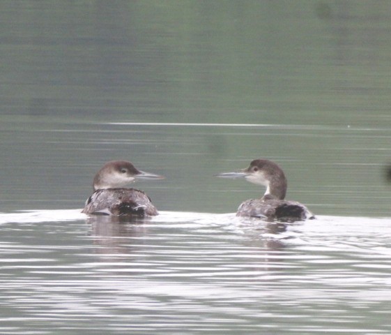 Common Loon - ML635969475