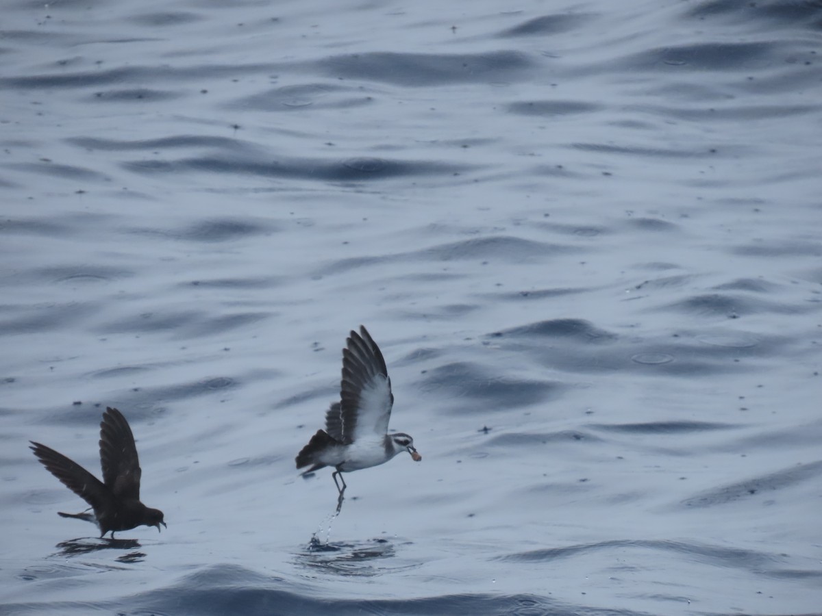White-faced Storm-Petrel - Jemaine Mulcahy