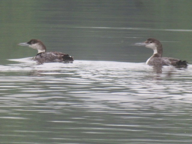 Common Loon - ML635969503