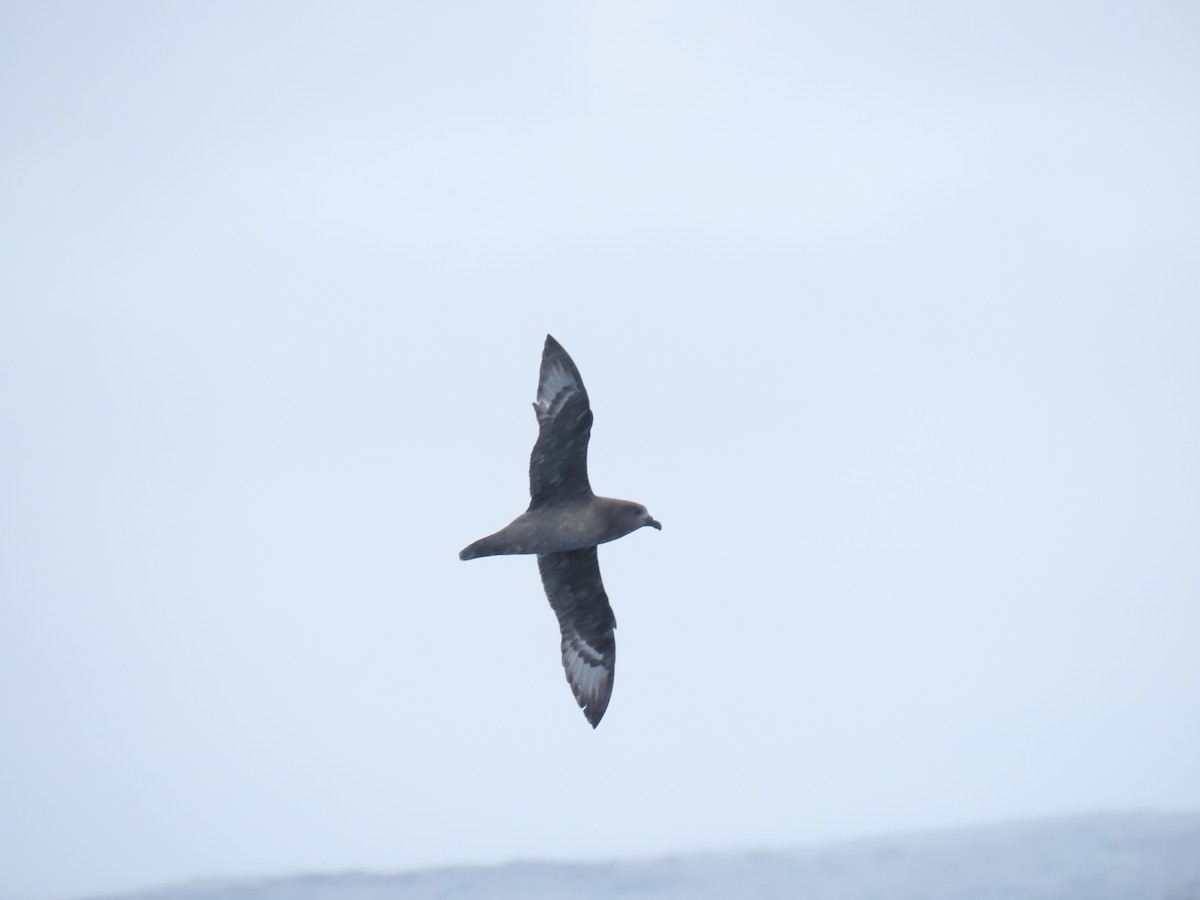 Providence Petrel - Jemaine Mulcahy