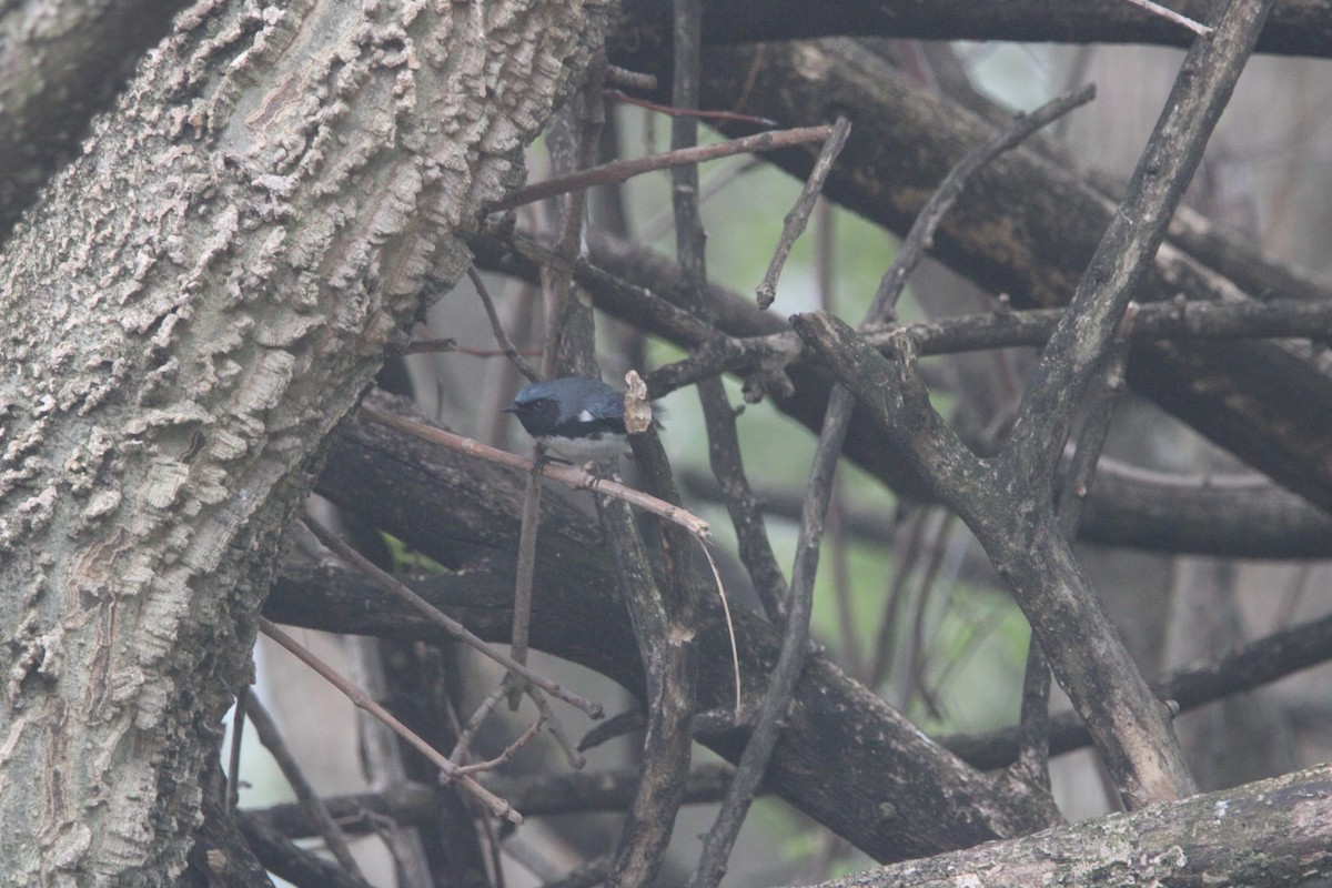 Black-throated Blue Warbler - ML635969537