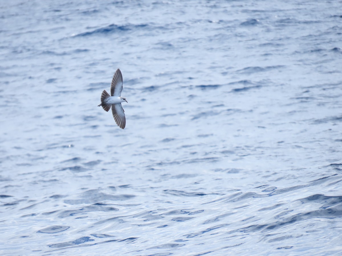 White-faced Storm-Petrel - Jemaine Mulcahy