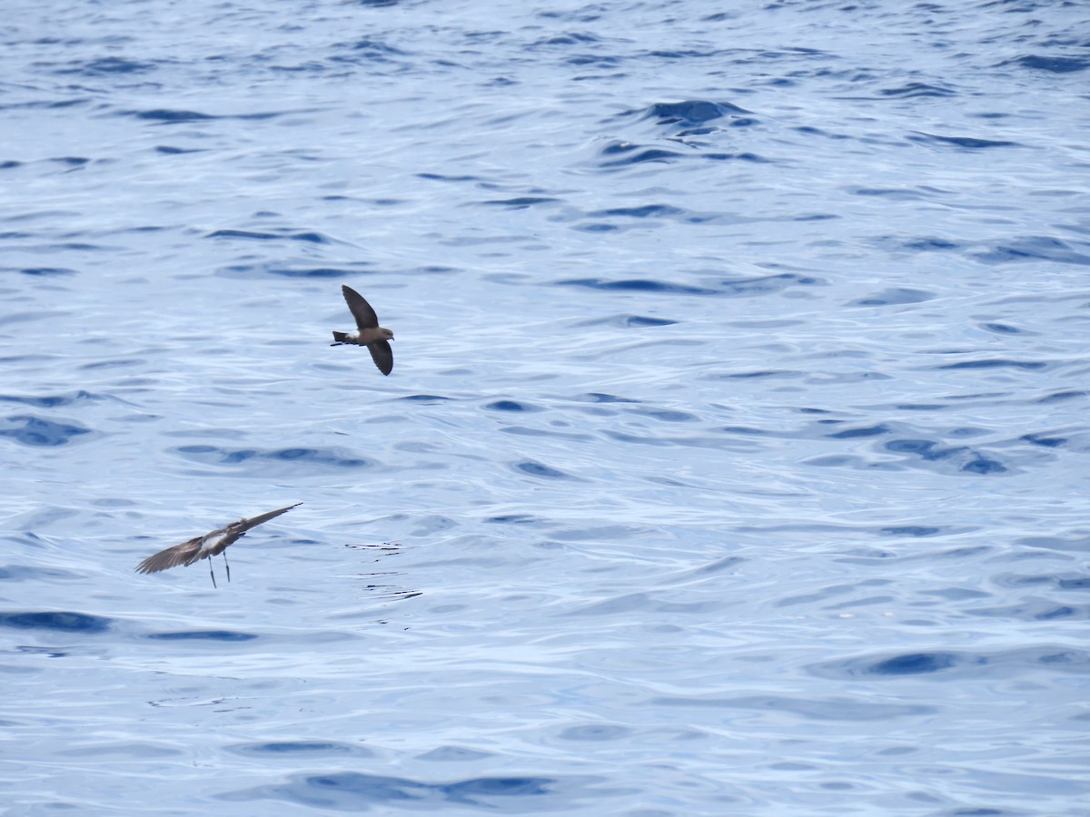 Wilson's Storm-Petrel - Jemaine Mulcahy