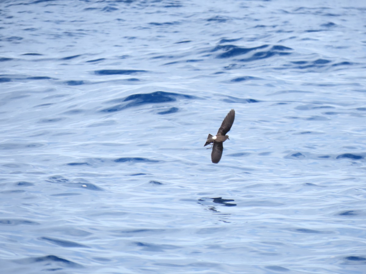 Wilson's Storm-Petrel - Jemaine Mulcahy