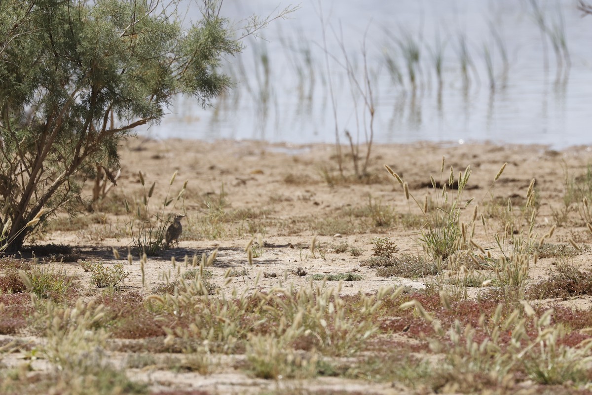 Crested Lark (Maghreb) - ML635969788