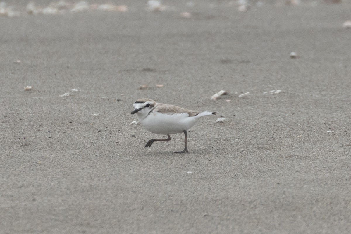 Snowy Plover - ML635969846