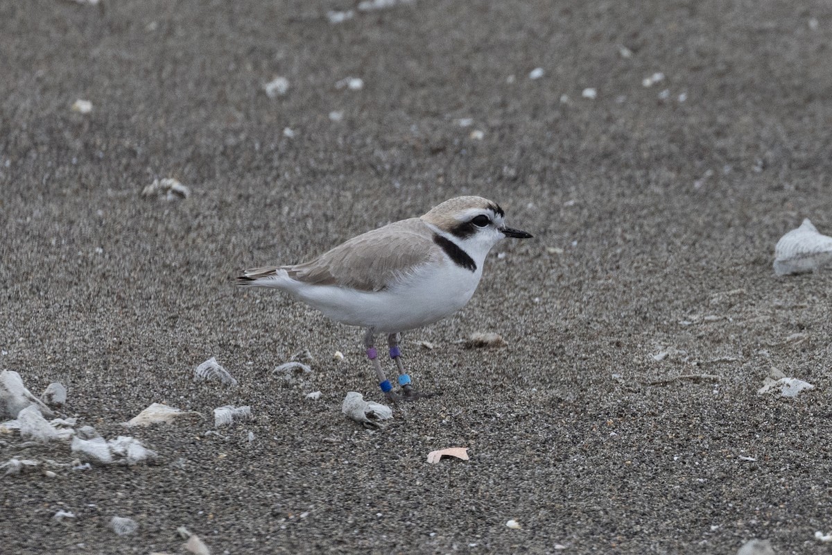 Snowy Plover - ML635969847