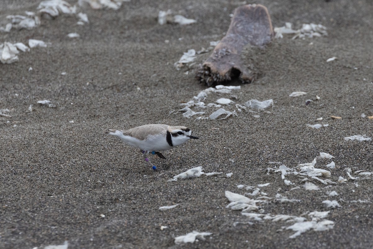 Snowy Plover - ML635969848