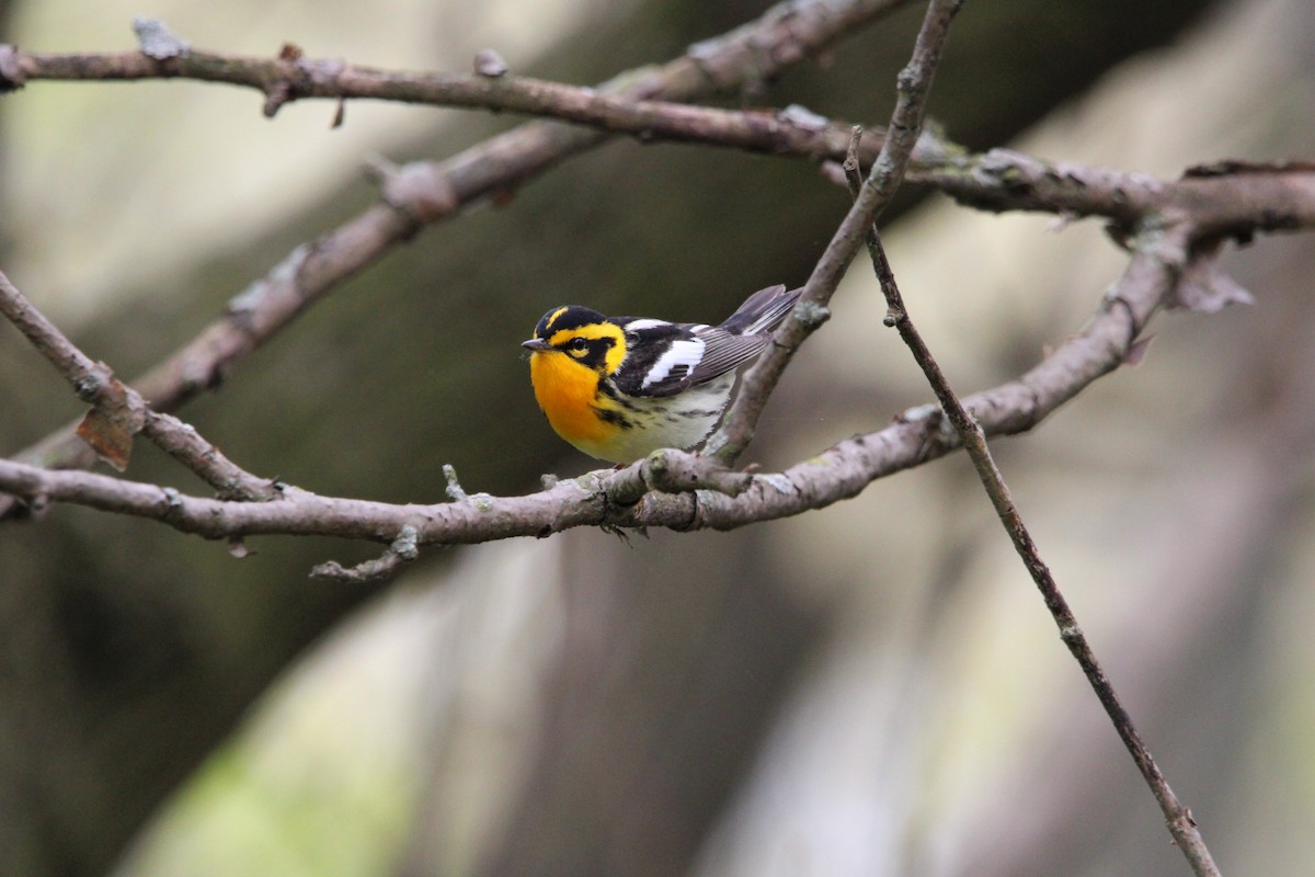 Blackburnian Warbler - ML635969850