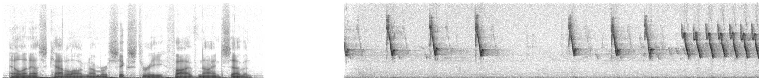 Tohi moustachu (meridae) - ML63597