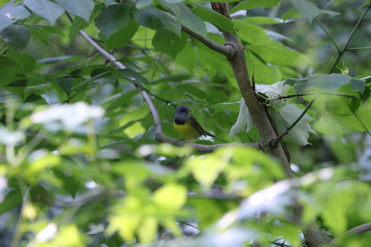 Mourning Warbler - ML635970015