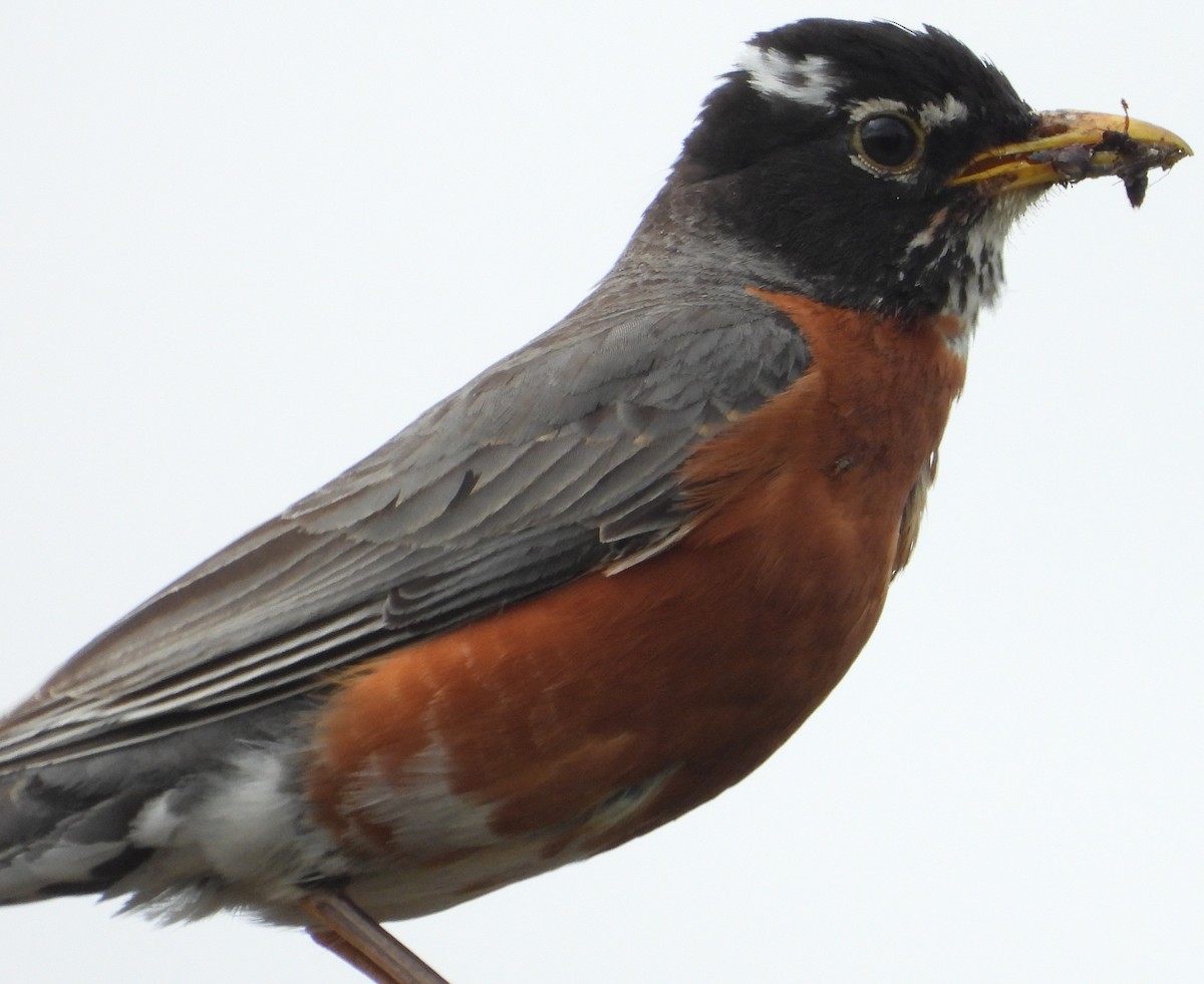 American Robin - ML635970078