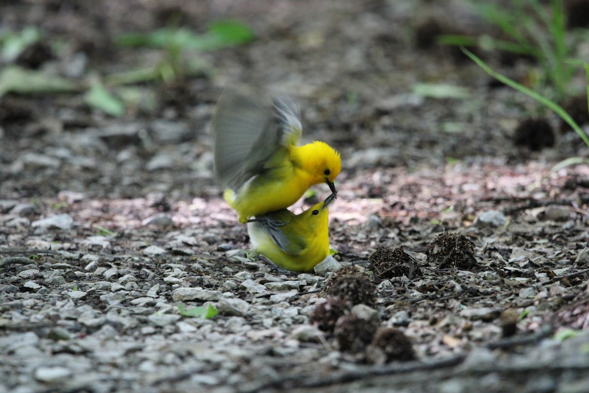 Prothonotary Warbler - ML635970113