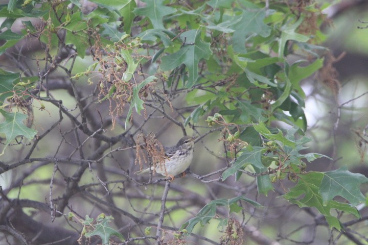 Blackpoll Warbler - ML635970157