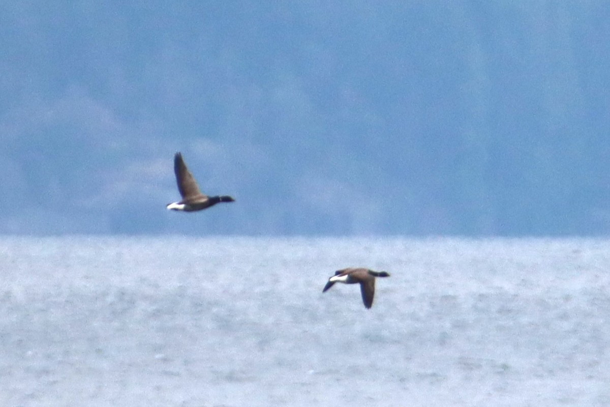 Brant - ML635970170
