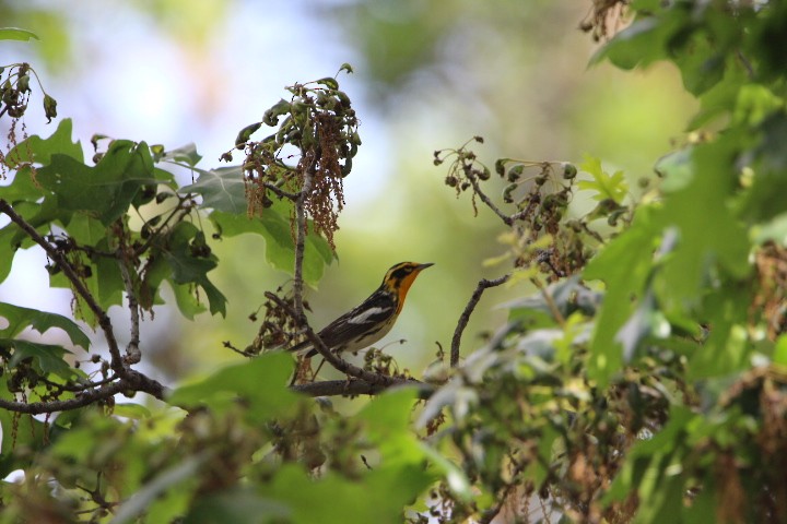 Blackburnian Warbler - ML635970171