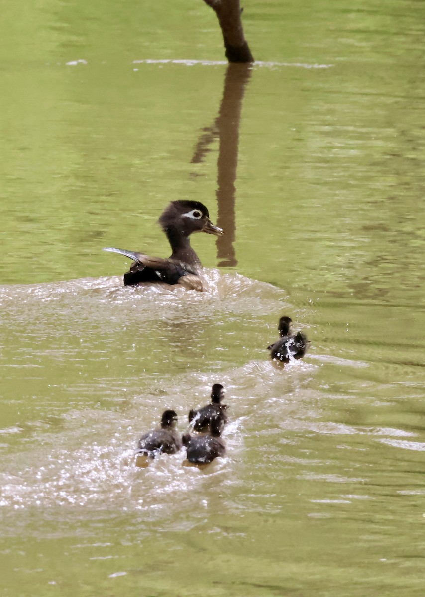 Wood Duck - ML635970172