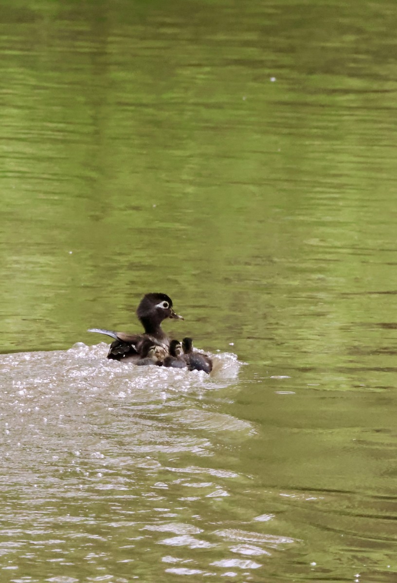Wood Duck - ML635970173
