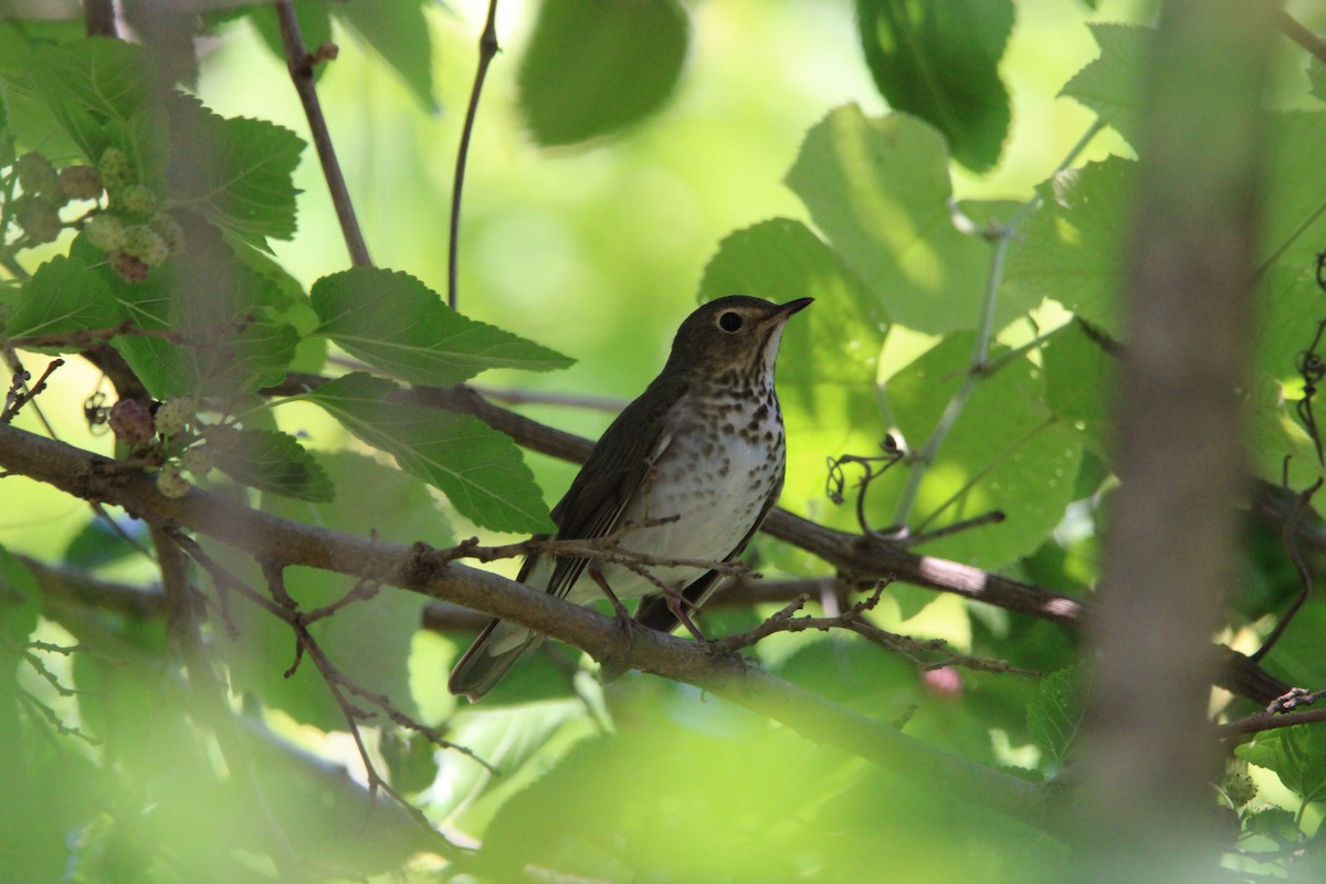 Tordo di Swainson - ML635970186