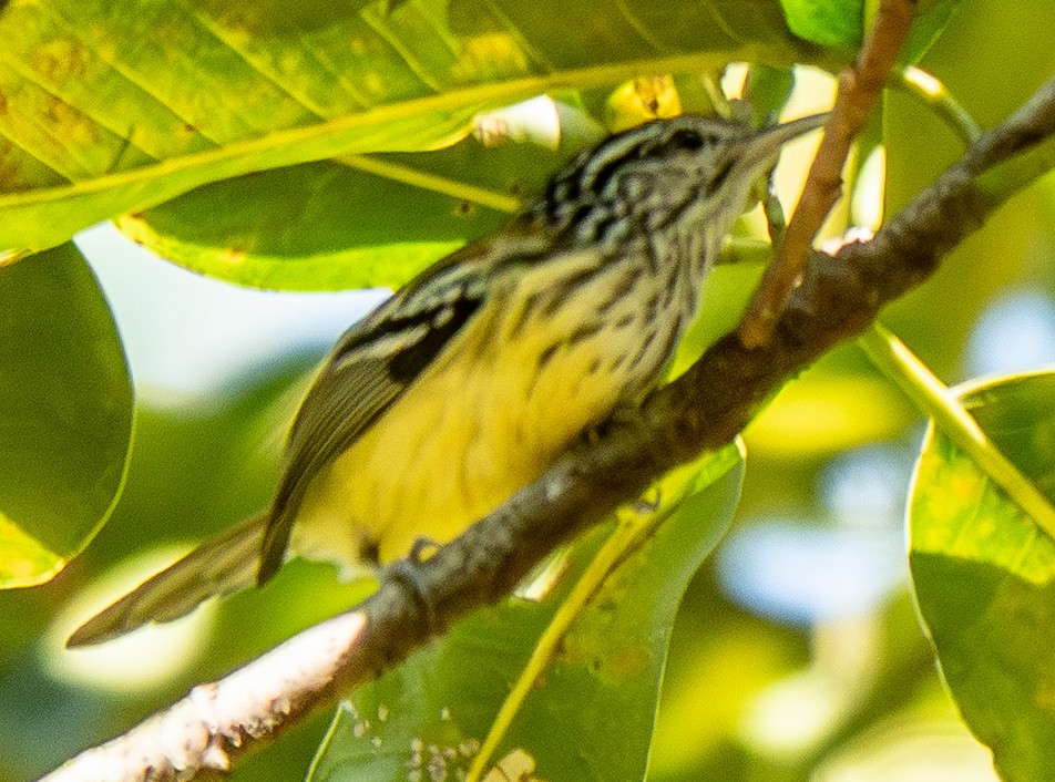 Streak-capped Antwren - ML635970193