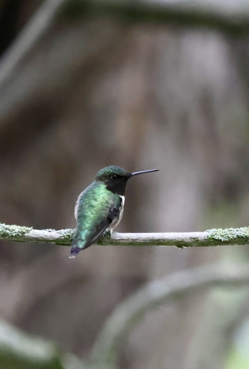Ruby-throated Hummingbird - ML635970202