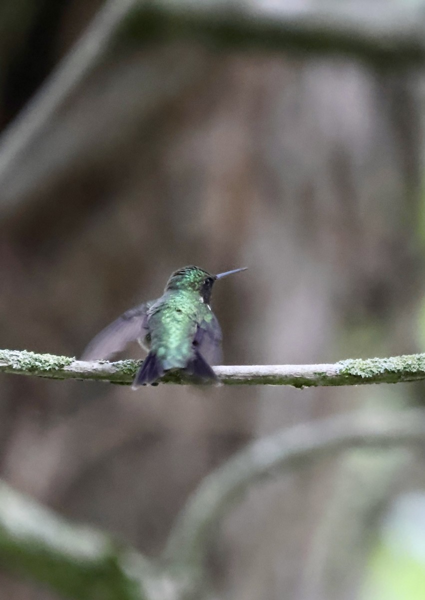 Ruby-throated Hummingbird - ML635970203