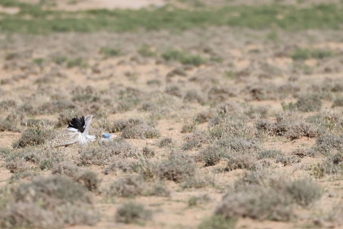 African Houbara - ML635970207